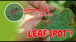 What causes leaf spot plant disease and how to prevent them [upl. by Emsoc62]