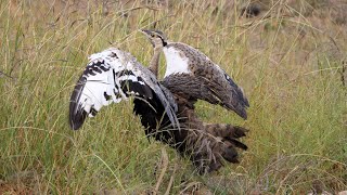 The Amazing Call of the Blackbellied Bustard [upl. by Leiram]