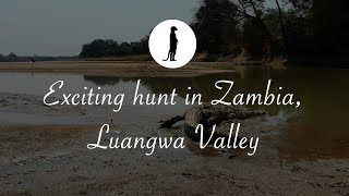 Exciting hunt in Zambia Luangwa Valley [upl. by Alilad]