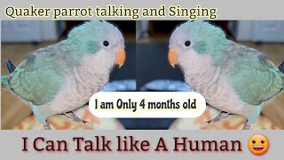 Monk Parrot Talking  Quaker Parrot Talking and Singing🦜 [upl. by Aniles]