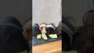 Guinea pigs eating melon guineapigs eating fyp food pets animals [upl. by Llertnad]