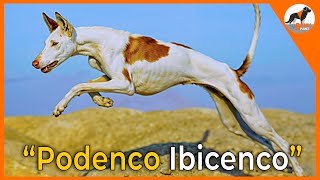 quotEl Podenco Ibicenco Elegancia y Patrimonio Vivo 🌟🐾quotpodenco podencoibicenco perros [upl. by Ivor]