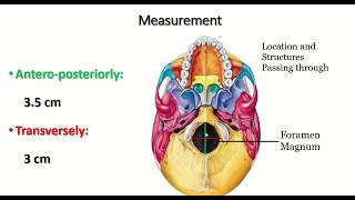 Anatomy of the Foramen Magnum Explained skull skulls skeletalsystem [upl. by Laehcym]