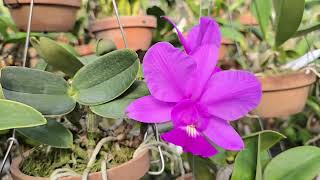 Cattleya walkeriana rubra Miliam Juliato × Roq [upl. by Ahsinet66]