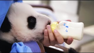 Hand Feeding A Newborn Baby Panda  Panda Babies  BBC Earth [upl. by Ebeohp]