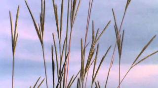 Minnesota Native Plant  Big Bluestem Andropogon Gerardii [upl. by Anrak]