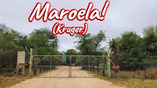 S1 – Ep 435 – Maroela Satellite Camp [upl. by Nadda589]