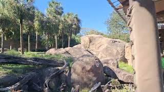 Kilimanjaro Safaris [upl. by Airrat]