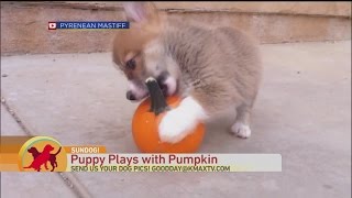 Countdown to Sundog Puppy with Pumpkin [upl. by Ecinom]