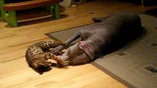 Bengal cat vs Weimaraner dog [upl. by Ailaro]