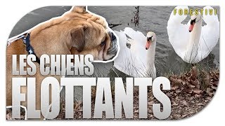 LES CHIENS FLOTTANTS [upl. by Myra174]