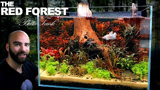 The Red Forest Betta Aquarium no filter no water change planted tank Aquascape Tutorial [upl. by Sparks]