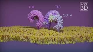 TLR TollLike Receptors [upl. by Pani39]