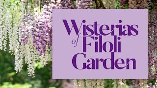 PRUNING WISTERIAS for Historic English Style Estate Garden  Walk with me through FILOLI GARDEN 2021 [upl. by Ycrep]