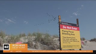 Protecting piping plovers on New York beaches [upl. by Atinel]