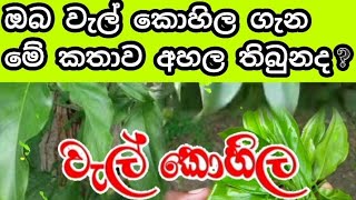 වැල් කොහිල Wel kohila [upl. by Jarrett]