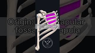 Anatomy Rotator cuff Subscapularis Muscle shorts physiotherapist occupationaltherapy learning [upl. by Ossie]