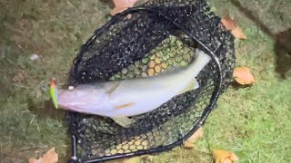 Evening Walleye Fishing The Saginaw River We Helped Net A Tank [upl. by Lilac]