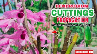 HOW TO PROPAGATE DENDROBIUM ORCHIDS FROM CUTTINGS [upl. by Erlene123]