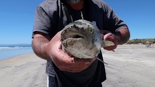 Wild Oysters Whitebait Smoked Fish Catch and Cook EPIC EATING [upl. by Notfol428]