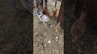 Chickens eating cake gallinas comiendo pastel [upl. by Tingley]