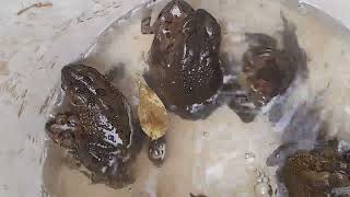 Amazing Natural Frog Mating Sounds Amplexus Frog Reproduction frogs amphibians amplexus [upl. by Matt]