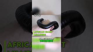 10 Amazing Facts About the African Giant Millipede shortsviral mystery [upl. by Zephan]