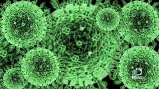 The H1N1 Swine Flu A Look Inside [upl. by Naesal281]