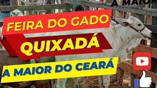 PREÇO DO GADO NEGOCIADO NA FEIRA DE QUIXADÁ 💥 2401💰 gadoboifeira nordeste vaca preçoleite [upl. by Paza]