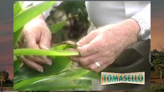 Tomasello Pest Control TV commercial [upl. by Aibonez]