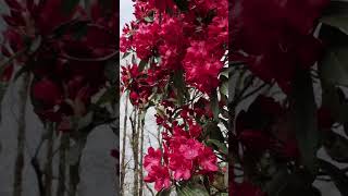 Rhododendron arboreum beautiful red flowerfamilyericaceaebotanybsc ytshorts botanybsc biology [upl. by Arlee]