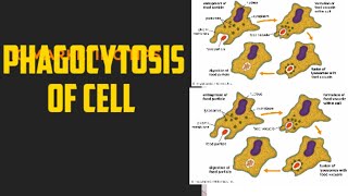 phagocytosis of cell cell engulfment [upl. by Glynn]