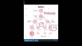 oogenesis gametogenesisand embryology [upl. by Oibirot629]