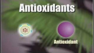 How Antioxidants Work [upl. by Partan]