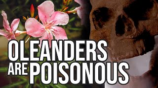 Poisonous Oleanders  What You Need To Know [upl. by Alitha763]