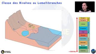 Notions élémentaires de paléontologie  Lembranchement des Mollusques Par Yann Hautevelle [upl. by Ferguson]