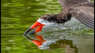 Skimming by Black Skimmers  Baby Skimmers [upl. by Sedecram]