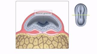 General Embryology  Detailed Animation On Neurulation [upl. by Diarmid667]