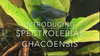 Spectrolebias Chacoensis  Killifish [upl. by Nahgen180]