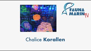 FaunaMarin  CORAL Spotlight Chalice Korallen [upl. by Nittirb818]