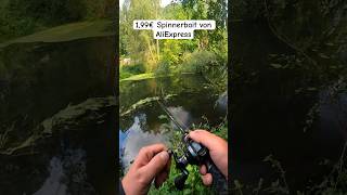 Hecht livebiss auf 2€ Spinnerbait😁 Part 23 hecht livebiss hechtangeln raubfisch angeln esox [upl. by Hahnke]