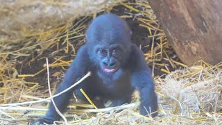 Baby Makongo Braving the World Under Moms Watchful Eyes [upl. by Etom]