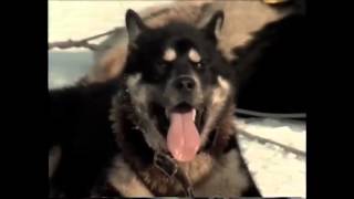 The Last Husky The Final Journey of Antarcticas Sledge Dogs [upl. by Nosilla305]