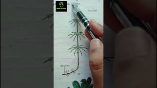 Equisetum amp fern pteridophytes ncert imp diagram class 11th ncert biology neet2025 aiims [upl. by Askwith]