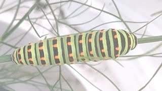 Swallowtail caterpillar eats fennel [upl. by Eanom]