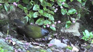 Birding Costa Rica Cerro de la Muerte [upl. by Merow7]