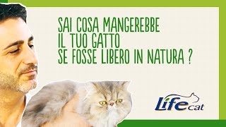 Cosa mangerebbe il tuo gatto se fosse libero in natura [upl. by Kciredohr]