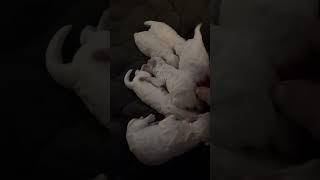 Coco amp Tex’s 6 puppies first video  ❤️ 2 boys and 4 girls [upl. by Minette480]