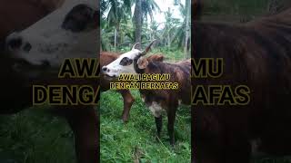 PETERNAK SAPI LEMBU shorts cow sapi [upl. by Ag]