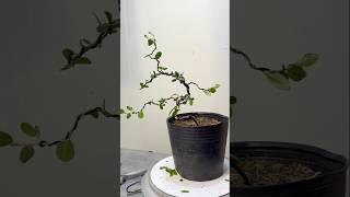 Creating a small mini bonsai tree is easy for beginners [upl. by Eirrok700]